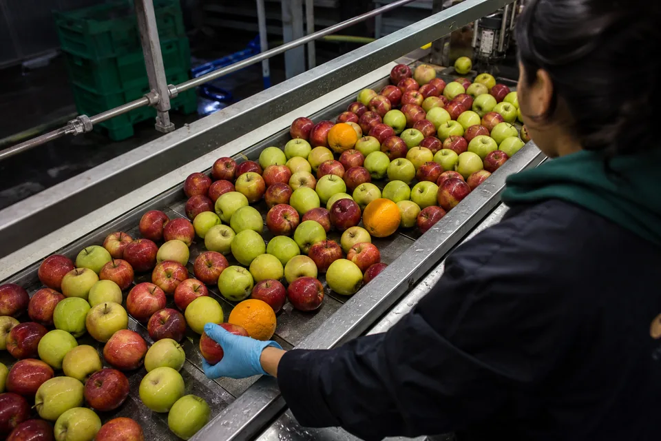 Apples and a few oranges rolling on a stainless steel conveyor belt in a packing plant, a gloved hand sorting